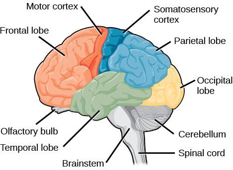 Nervous System Central Nervous System Brain Cerebral cortex Frontal lobe (planning and