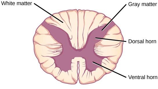 Nervous System Central Nervous System Spinal Cord Central gray