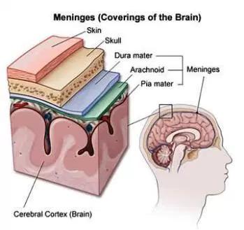 Nervous System Meninges Three connective tissue layers that surround the brain