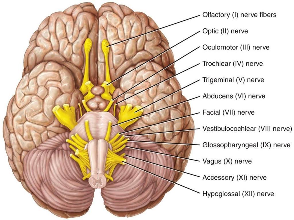 Nervous System Peripheral Nervous System Cranial Nerves Paired nerves which exit the cranium (skull) Some only
