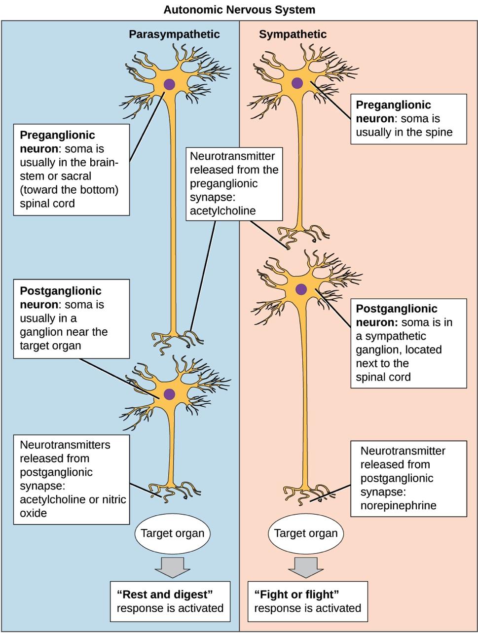 Nervous System Autonomic Nervous System A subset of the peripheral nervous system that helps control body functions without conscious thought In the autonomic nervous system, a preganglionic neuron