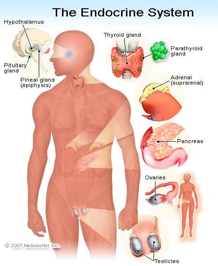 Endocrine System A system of glands & organs which