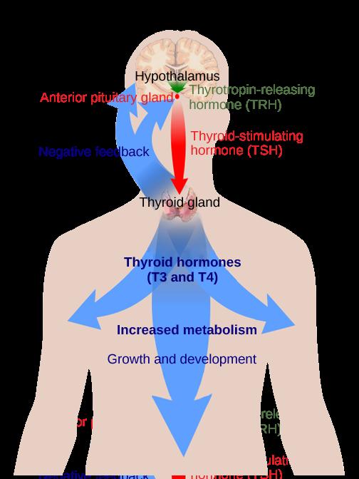 Endocrine System The anterior pituitary stimulates the thyroid gland to