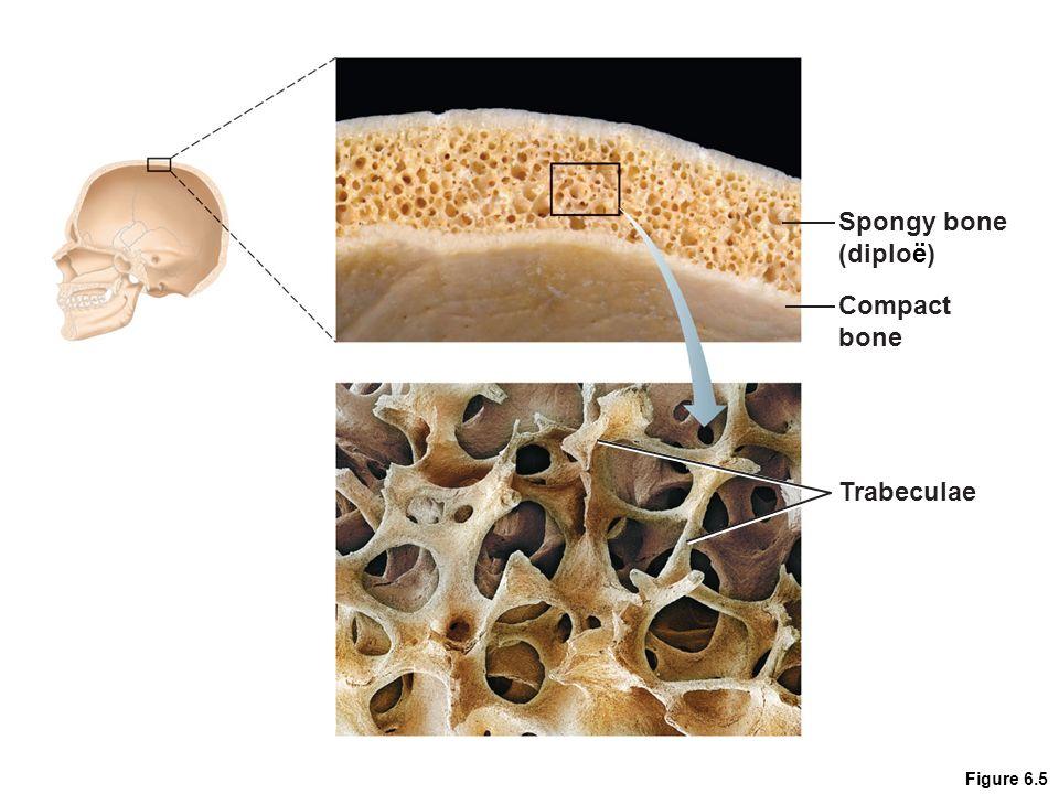 Skeletal System Spongy Bone Composed of many thread-like process called trabeculae