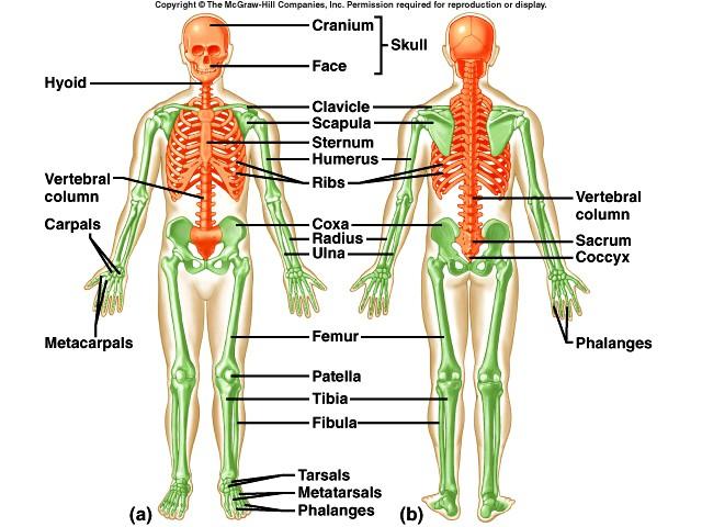 Skeletal System Appendicular Skeleton (green) Composed of the appendages Arms Legs Bones which