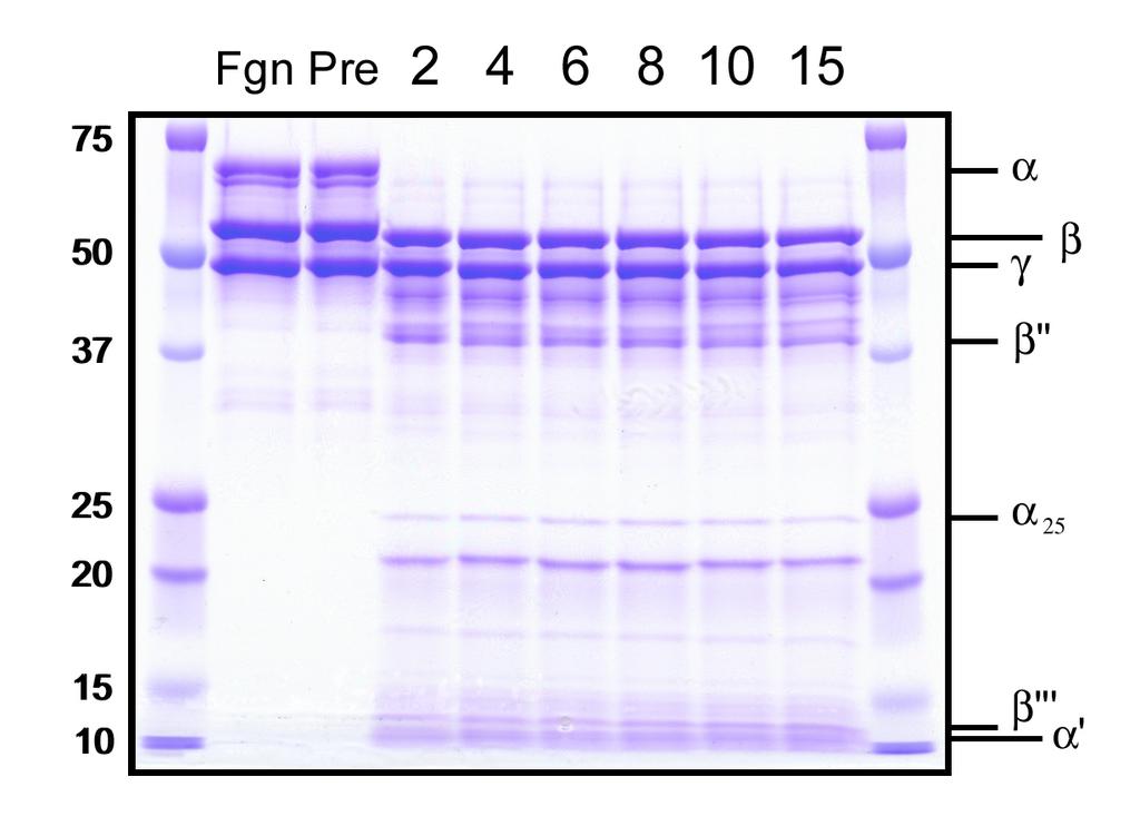 Figure 5-3. Analysis of fibrin breakdown by SDS-PAGE at 50% lysis. Clots were formed with Fgn at various concentrations. At 50% turbidity, clots were subjected to SDS-PAGE and densitometry.