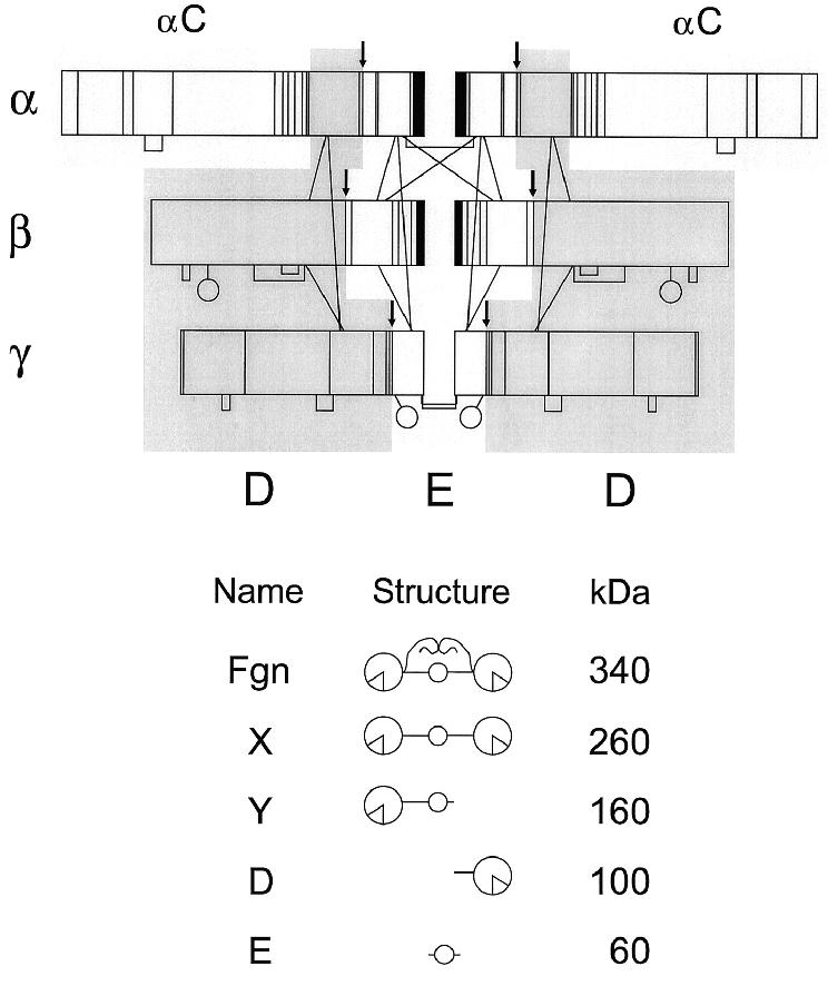 Figure 1-6. The structure of fibrinogen.