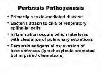 pertussis is a small, aerobic gram-negative rod. It is fastidious and requires special media for isolation (see Laboratory Diagnosis). B.