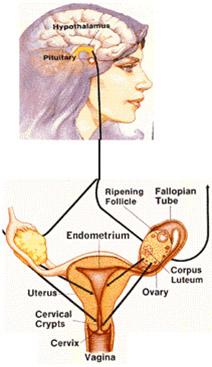 Pituitary Gland Follicle-Stimulating Hormone (FSH) Ovaries Estrogen Cervix