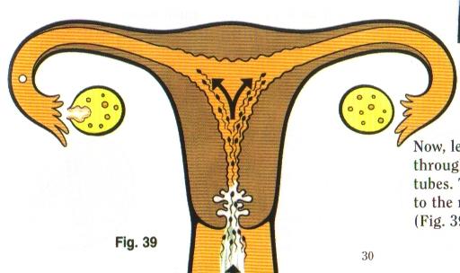 Summary of Basic Facts Three things are necessary for conception to take place: 1) egg 2) sperm 3) cervical mucus Cervical mucus has three main