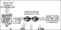 Regulation of iron absorption x + Three factors: Iron stores Erythropoiesis Inflammation Hepcidin + Inflammation Too much