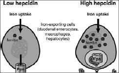 When hepcidin concentrations increase, hepcidin binds to ferroportin molecules and induces their internalization and