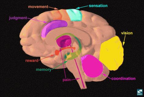 Pre-frontal Cortex Pre-frontal cortex controls functions such as Mood Decision