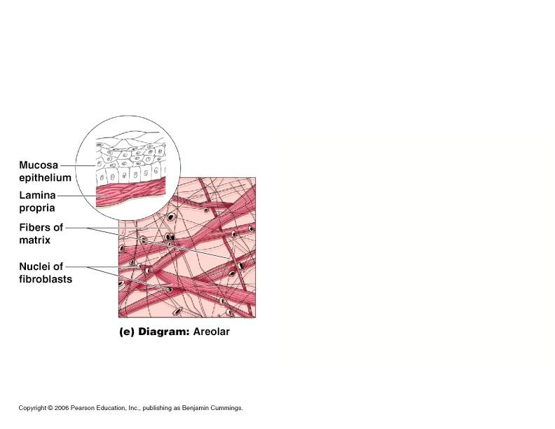 Types of Connective Tissue Areolar connective