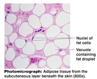 Types of Connective Tissue Adipose tissue Matrix is an areolar tissue in which fat globules predominate Many