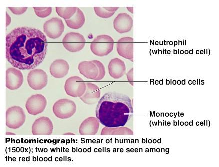 Types of Connective Tissue Blood Blood