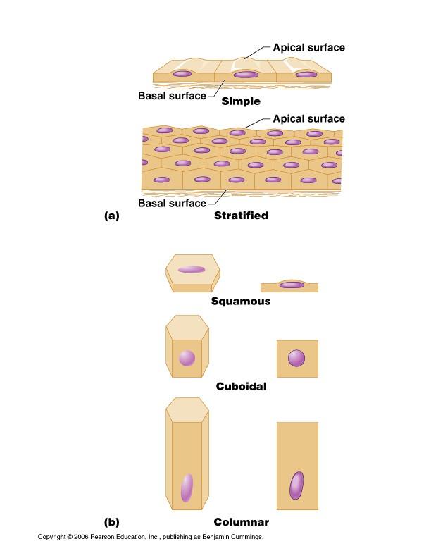 Classification of Epithelium Shape of cells squamous