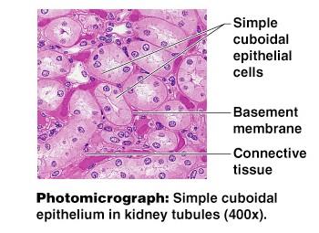 Simple Epithelium Simple cuboidal Single layer of cube-like cells Common