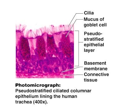 Simple Epithelium Pseudostratified Single layer, but some cells are shorter than others Often looks like a