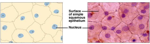 1- Simple squamous epithelium Single layer of flattened cells with disc-shaped central nuclei and sparse cytoplasm; the