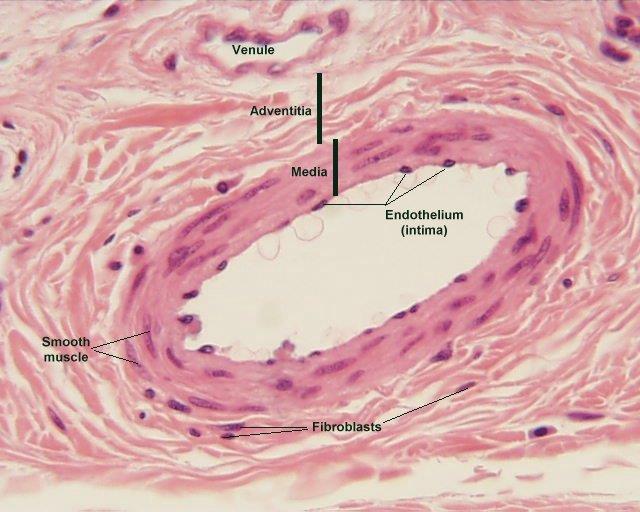 endothelium The entire vascular
