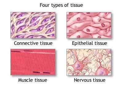 Tissues are groups of cells with a common structure (form) and function (job).