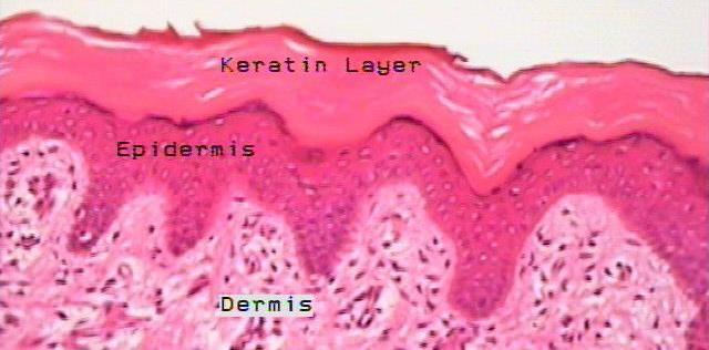Stratified squamous
