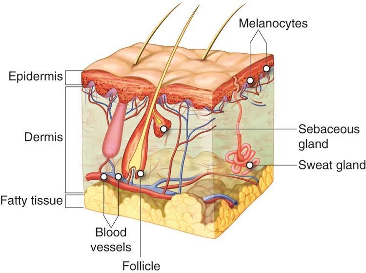 The integumentary system consists of: 1.Skin 2.