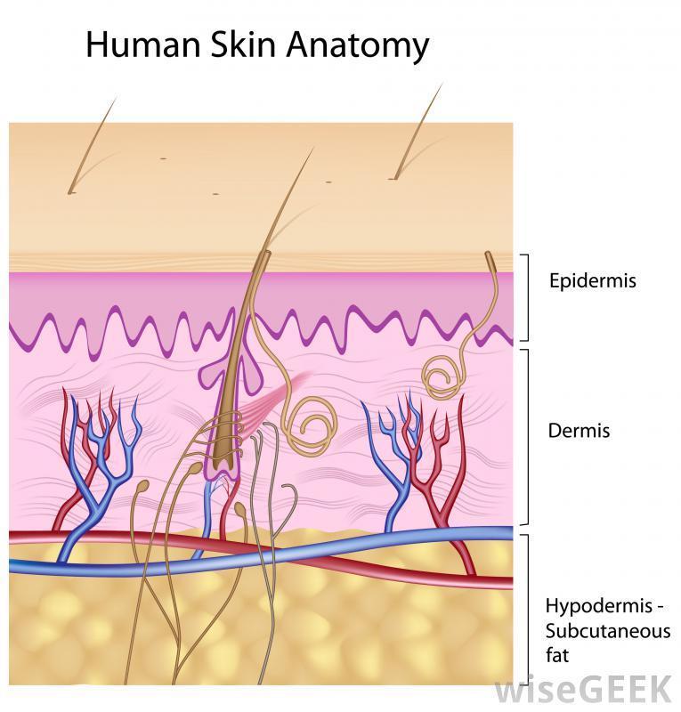 Hypodermis Masses of loose connective and adipose tissues A major function of the