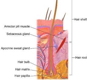 Hair follicle Parts of hair: Hair root Hair shaft (projecting above epidermis) Structure of