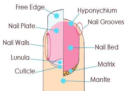 Nail >Nail root > Nail Plate > Nail