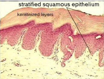 Feature of epithelial cells Some of epithelial cell covered by keratinized layers.