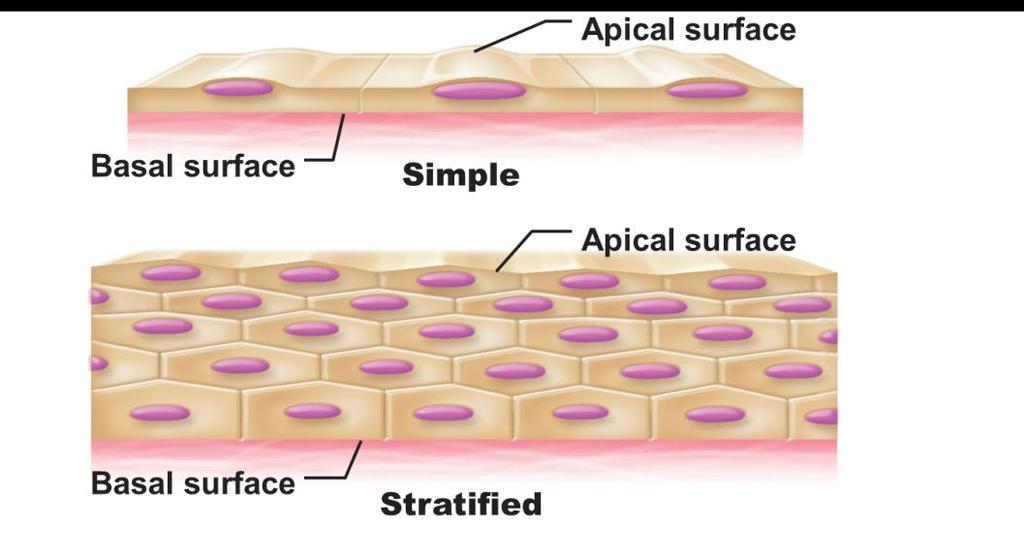 Classification of Epithelial cells Depending on the layers, cell