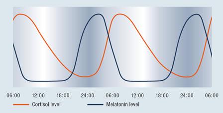 Health Impacts and Subjective Color Circadian rhythm, hormone secretion: The hormones responsible for the circadian rhythm in humans are melatonin, which is released in