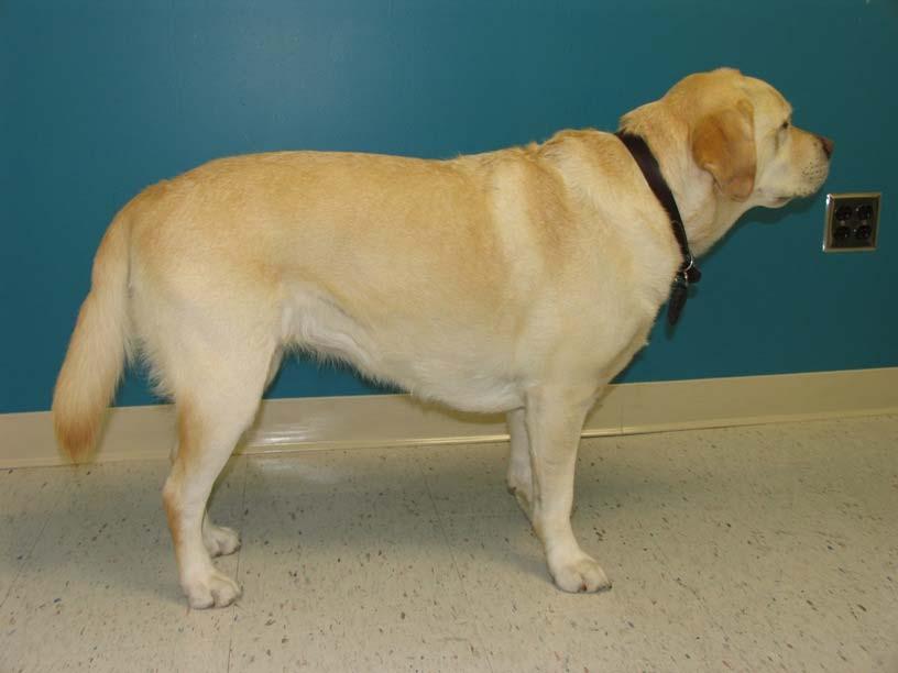 3.1.1 Canine Subject A 32 kg English Labrador Retriever was used for hind limb measurements.