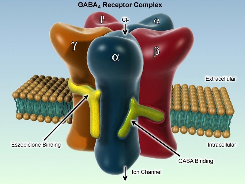 The GABA A receptor is a complex with 7 subunit families comprising at least 18 subunits in the CNS 1-6, 1-3, 1-3,,,, 1-3 Benzodiazepines increase the affinity of the receptor for GABA, and thus