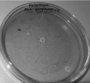 Int. J. Chem. Sci.: 14(4), 2016 2009 Std. Streptomycin Substituted 6-chloroflavone Fig.