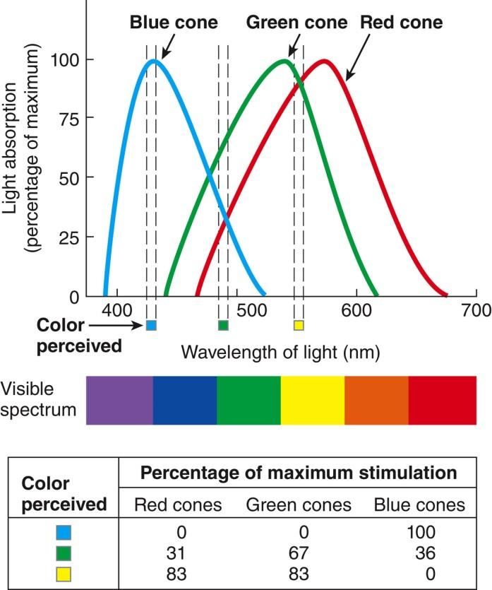 RGB color scheme. Sensitivity of the different types of cones to different wavelengths.