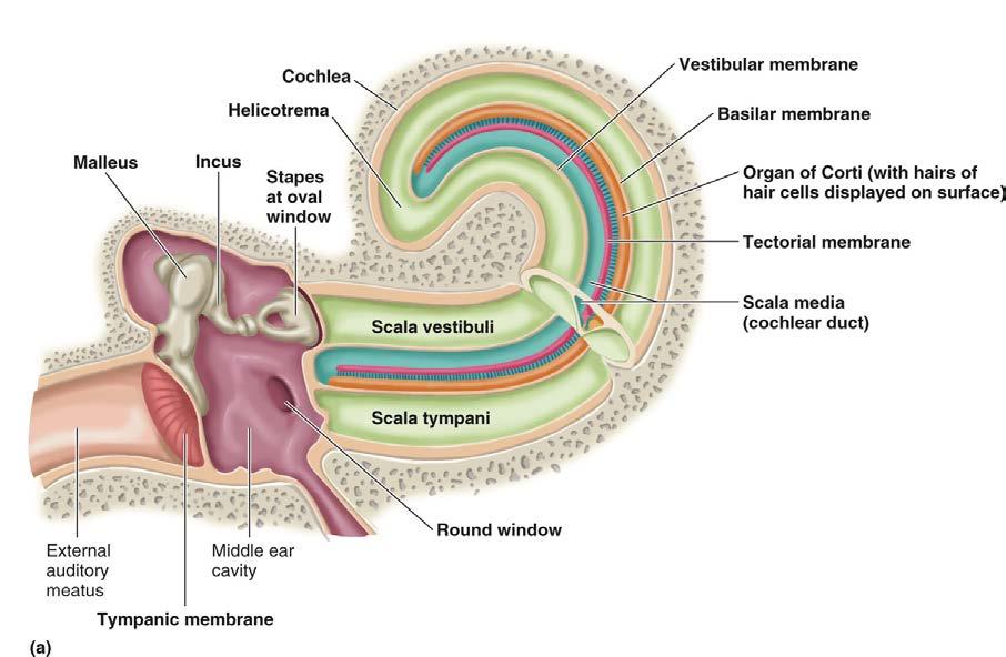 3. Inner Ear: Sense of Hearing (cochlea) a. three parts: cochlea, vestibule and semicircular canals 1. vestibule a. the stapes sits over a flexible connective membrane called the oval window b.