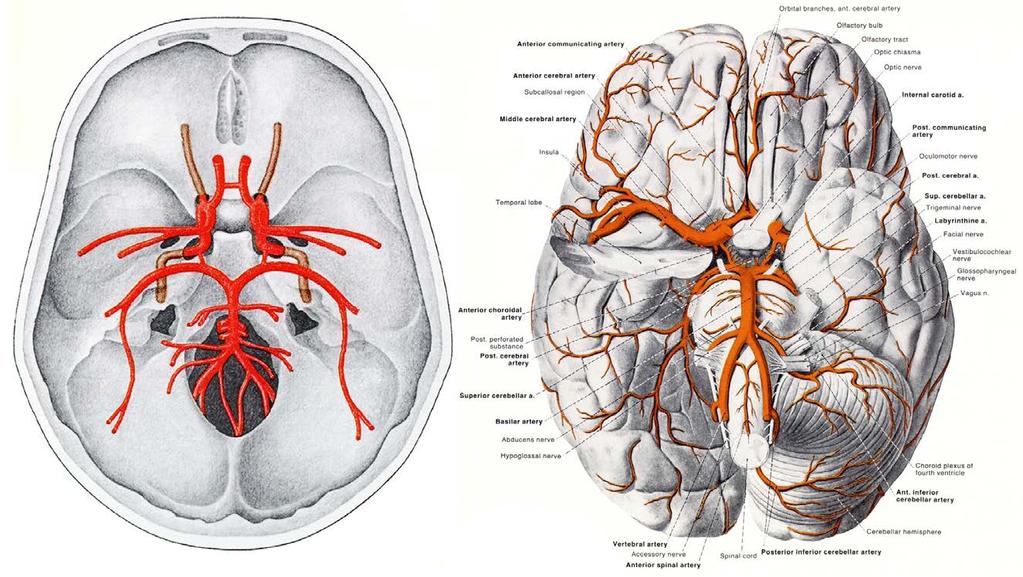 Blood Supply for the Brain - Arteries Circle of Willis: Anterior and middle cerebral arteries are the largest