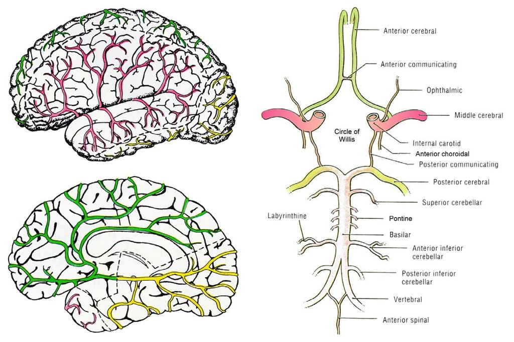 Blood Supply for the Brain - Arteries Branches of the internal carotid arteries supply more