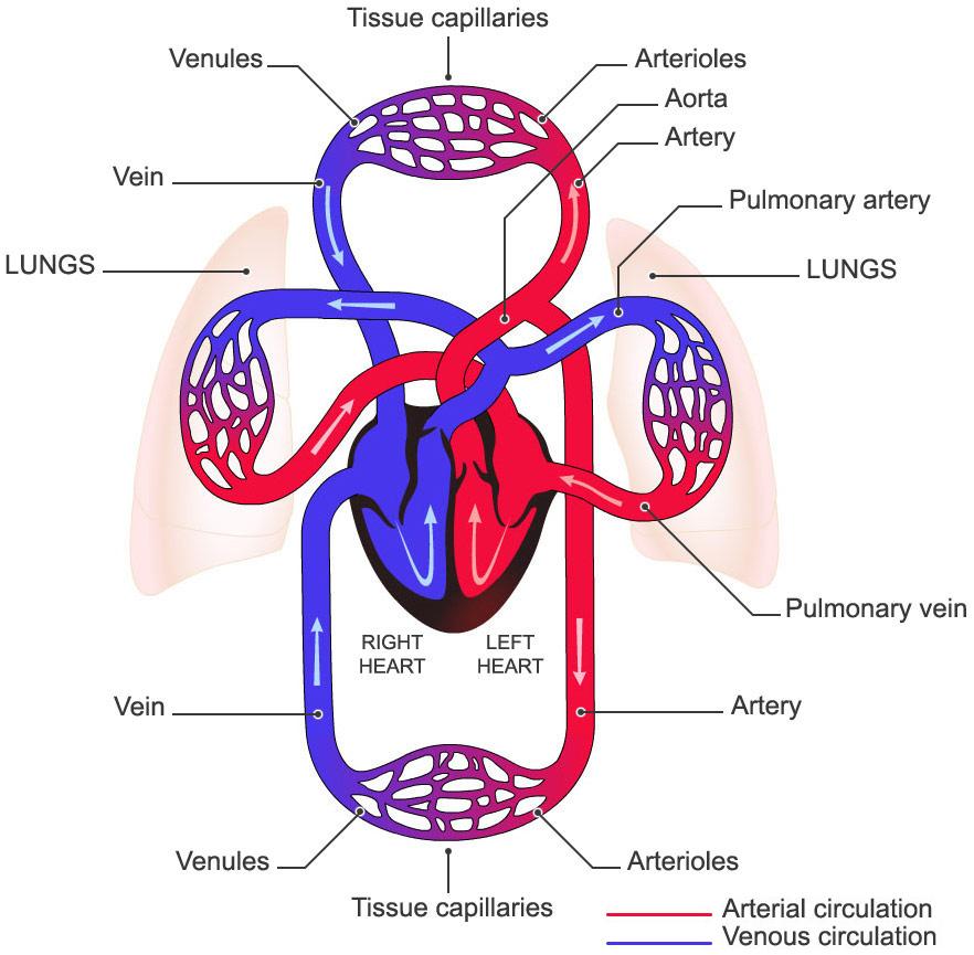 Circulatory System Circulation: In the lungs, CO 2 in the blood is exchanged