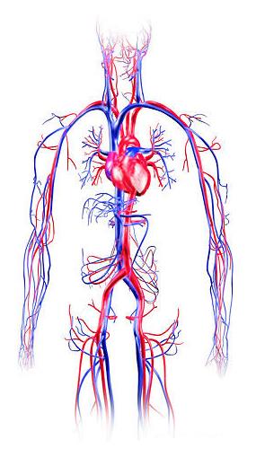 Circulatory System Circulation: Blood next enters the left ventricle of the