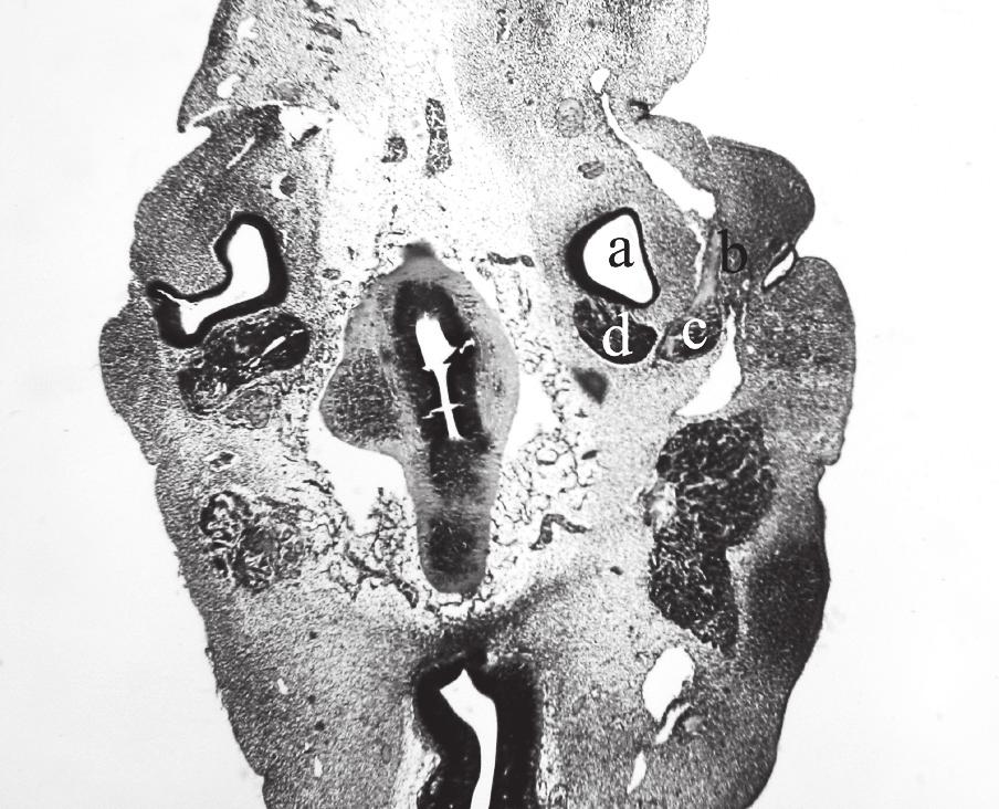 Folia Morphol., 2009, Vol. 68, No. 3 Figure 14. Sagittal section of embryo at stage 15.