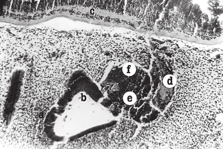 H + E, 250; a otic vesicle, b dendrites of cells of vestibular ganglion, c vestibular ganglion, d geniculate ganglion and trunk of facial nerve, e cochlear ganglion. Figure 16.