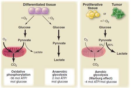 Targeting How Pancreas Cancers Metabolize Glucose The Warburg Effect Vander Heiden et al, Science, 2009, 324:1029-1033