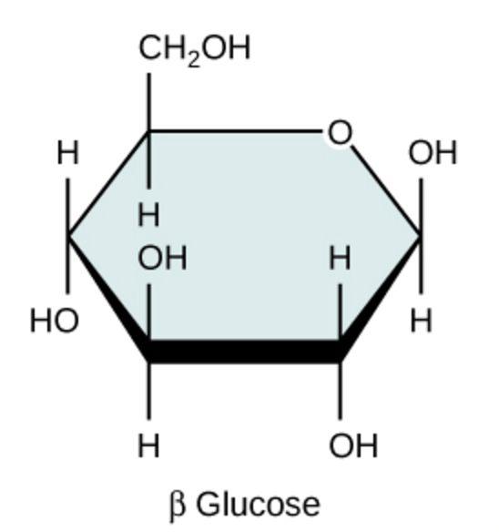fructose, and galactose. Learn to draw these in preparation of your exams.
