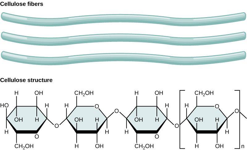 Polysaccharides: Cellulose, starch and glycogen A long chain of monosaccharides that are linked by glycosidic bonds are known as a polysaccharide - poly meaning many.