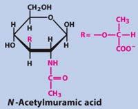 (aka NeuNAc) Combined acid