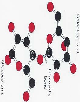 Non-reducing à reducing Disaccharides: Here is likely the